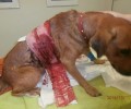 Ασπρόπυργος: Βρήκε τον σκύλο χτυπημένο να αιμορραγεί